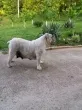 Slika 5