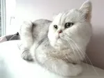 Slika 4