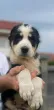 Slika 3