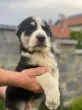 Slika 6
