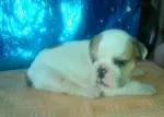 Slika 1