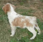 Slika 2