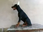 Slika 1