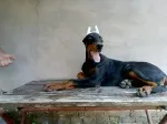 Slika 2
