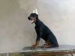 Slika 3