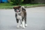 Slika 3
