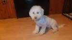 Slika 4