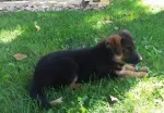 Slika 3