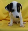 Slika 4