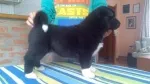 Slika 1
