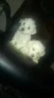 Slika 1
