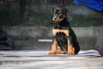 Slika 4