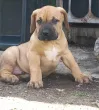 Slika 4