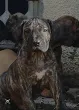 Slika 5