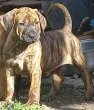 Slika 6