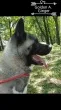 Slika 1