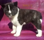 Slika 4