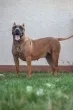 Slika 6