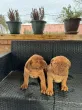 Slika 3