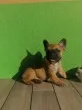 Slika 6
