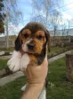 Slika 3
