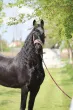 Slika 1