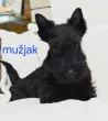 Slika 1