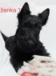 Slika 4