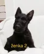 Slika 5