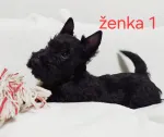 Slika 6