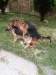 Slika 2