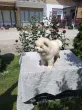 Slika 4