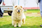 Slika 6