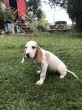 Slika 1