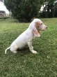 Slika 3