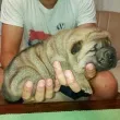 Slika 1