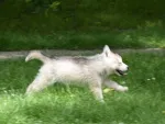 Slika 1