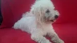 Slika 2
