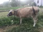 Slika 4