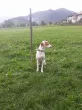 Slika 4