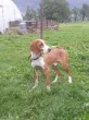 Slika 3