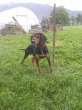 Slika 1