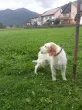 Slika 6