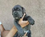 Slika 3