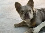 Slika 1