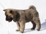Slika 1