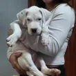 Slika 1