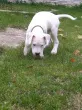 Slika 5