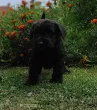 Slika 2