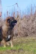 Slika 3